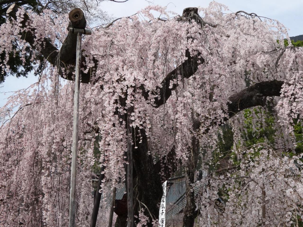 Ryokan Tanakaya Minobu Exterior photo